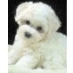 'Dream Teddy´s' Bichon Frise Welpen m. P, Bichon Frisé Welpen - Rüde