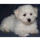 Dream Teddy´s Big Boy, Bichon Frisé Welpen - Rüde