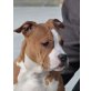 Dreamy, Amerikanischer Staffordshire-Terrier Welpen - Hündin