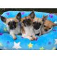 Dreamy, Chihuahua kurzhaariger Schlag - Rüde