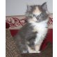 Dreamy, Maine Coon - Katze