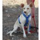 Dreamy, Podenco Mix - Rüde