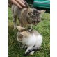 Drei Mischlingskätzchen - Katze