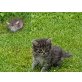 Drei süße Katzenbabys abzugeben - Katze