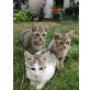 Drei verspielte Kitten - Katze