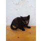 Dreifärbig , schildpatt kätzchen - Katze