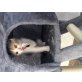 Dreifärbige. Glückskatzen  - Katze