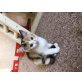 Dreifärbige glückskatzen  - Katze