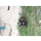 Dreifärbiges  schildpatt kätzchen  - Katze