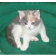 Dreifarbiges Britisch Kurzhaar Mädchen, Britisch Kurzhaarkatze - Katze