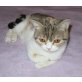 Dreifarbiges tabby Britin mit ö. Stammbaum, Britisch Kurzhaarkatze - Katze