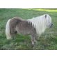 Dribbel, Minishetlandpony - Stute