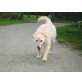 Dringend Pflege- oder Endplatz gesucht!!!, Pastore Maremmano Abruzzese Mischling - Rüde