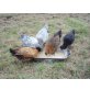 Druffler Haubenhuhn - weiblich