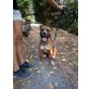 Dubsi, Amerikanischer Staffordshire-Terrier - Rüde