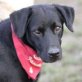 Duca, Labradormischling (?) - Hündin