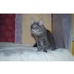 Ducati Monster, Maine Coon - Kater