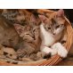 Duchesse und Minka, Wer nimmt Duchesse und Minka zu sich? - Katze