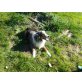 Duddly, Australian Shepherd Dog - Rüde