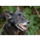 Dudu, Schipperke - Rüde
