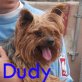 Dudy, Yorkshireterrier - Rüde