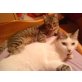 Duende, Siam-Mix m. blauen Augen - Katze