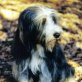 Duke, Bearded Collie - Rüde