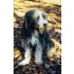 Duke, Bearded Collie - Rüde