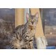 Duke, Bengalkatze - Kater