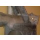 Duke, Britisch Langhaar - Kater