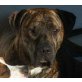 Duke, Dogge-Boxer-Bernersennenmix - Rüde