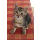 Duke, Europäisch Kurzhaar - Kater