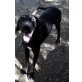 Duke, Labrador-Dogge - Rüde