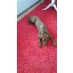 Duke, Magyar Vizsla - Rüde