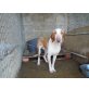 Duke, Podenco/Sabueso-Mix - Rüde