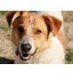 Duke, liebt Bällchen spielen - Rüde