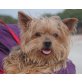 Duki-SENIOR, Yorkshire Terrier - Rüde