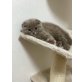 Duman, Schottische Faltohrenkatze - Kater