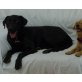 Duna, Labrador-Retriever - Hündin