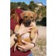 Duna, Schäferhund Mix - Hündin