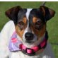 Duna - kastriert - Linares, Jack-Russell-Terrier (Bodeguero-Andaluz) - Hündin