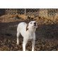 Duna - trauriges Mädchen, Jack-Russel Mix - Hündin