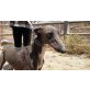 Duncan,wunderschön, Galgo Español - Rüde