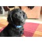 Dunja, Flat Coated Retriever - Hündin