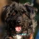 Dunja, Puli-Mix - Hündin