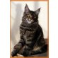 Duplo aus Elmpt, Maine Coon - Katze