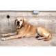 Duque, Labrador Retriever - Rüde