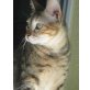 Duquesa, braun-rot getigert - Katze