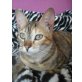 Duquesa, rot-braun getigerte Schönheit - Katze