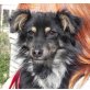 Dusty 5, Shelty-Spitz - Rüde